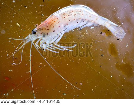 Close Up Of An Amano Shrimp In An Aquarium.