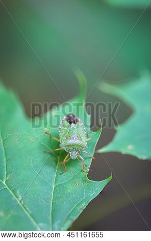 A Green Bug, Stink Bug On A Plant. Portrait Of A Bug.