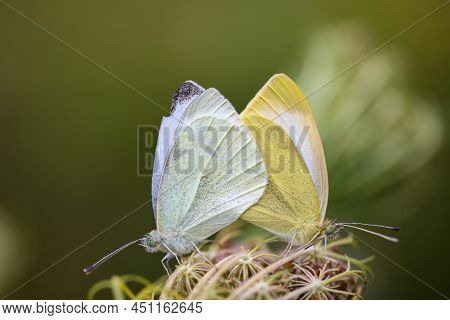 A Pair Of Cabbage White Butterflies Mating On A Plant.