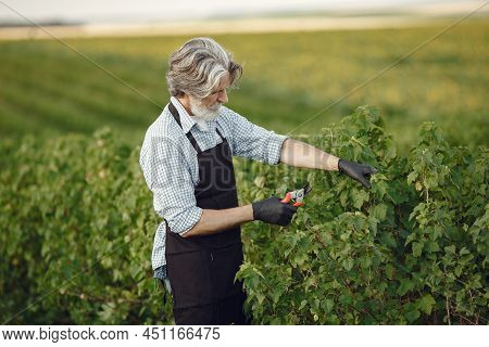 Senior In A Black Apron Use A Averruncator