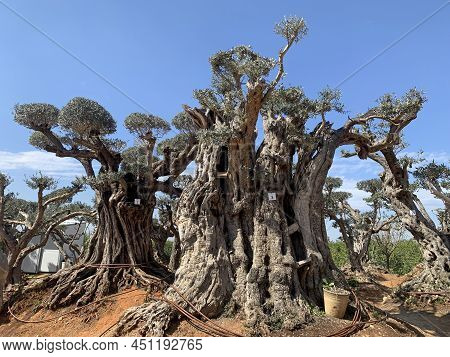 Old Bizarre Olive Trees With Drip Irrigation In The Zimrat Moshav In Southern Israel