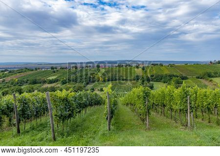 Summer vineyard nearby Strekov, Southern Slovakia