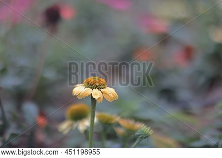The Dasiy Flowers In A Garden, Hong Kong