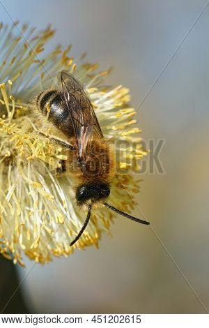 Vertical Closeup On A Brown Hairy Male Spring Mining Bee, Colletes Cunicularius Feeding On Yellow Po