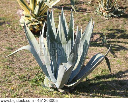 Garden With Aloe Mediterranean Plant In Summer In The Italian Southern Region