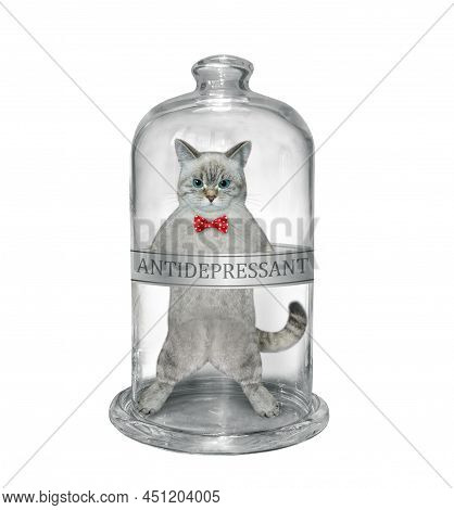 The Ashen Cat Is Inside A Medical Glass Jar With A Inscription Antidepressant. White Background. Iso