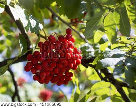 A Branches Of Rowan With Red Berries. Autumn And Natural Background. Autumn Banner With Rowan Berrie