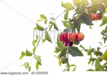 Fresh Cherry Fruits On The Tree With Sunlight In The Garden Isolated On White Background.