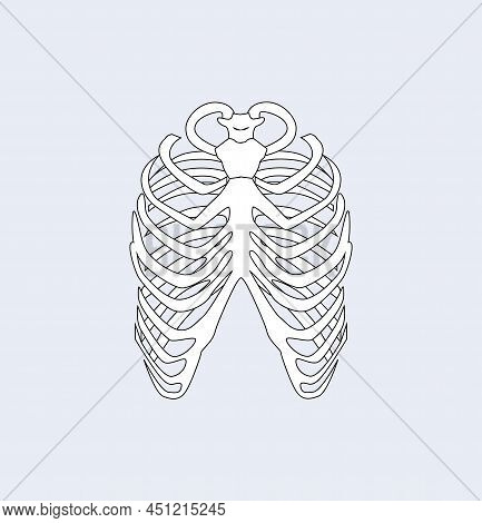 Sternum Bones, Part Of Skeletal System Human Body, Connecting Ribs Via Cartilage Forming Front Part 