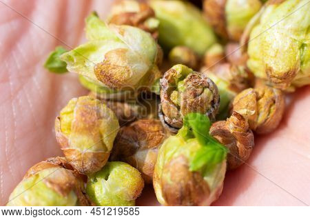Group Of Big Bad Damaged Buds Of Young Leaves Because Of Cecidophyopsis Ribis On Opened Palm. Early 