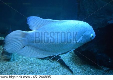 Giant Gourami Fish (osphronemus Goramy) In Aquarium. Wildlife Animal. Goramy Fish Floating In A Plan