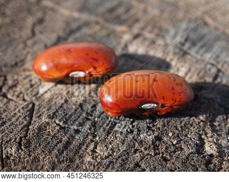 Group Of Two Whole Raw Speckled Colored Butter Beans On A Wooden Background