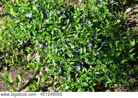 Vinca Minor (common Names Lesser Periwinkle, Dwarf Periwinkle, Small Periwinkle, Common Periwinkle) 