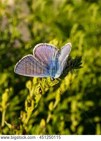 Close-up Of The Adult Common Blue Butterfly Or European Common Blue (polyommatus Icarus) Sitting On 