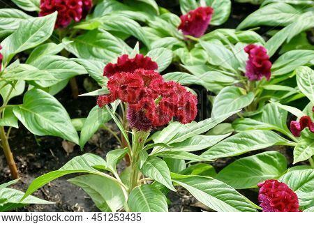Beautiful Red Cockscomb, Woolflowers Or Celosia Cristata Flowers. A Flower Resembling The Head Of A 