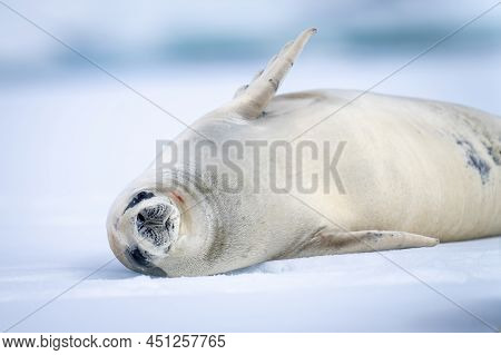 Close-up Of Crabeater Seal Lying Raising Flipper