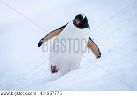 Gentoo Penguin Crosses Snowy Slope Towards Camera