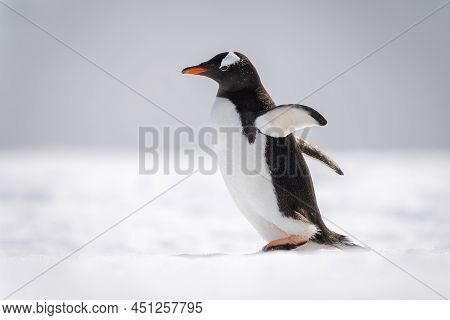 Gentoo Penguin Walks Across Snow Facing Left