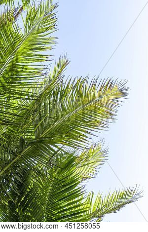 Palm Tree Leaf On Blue Sky. Tropical Island, Beach Vacation And Travel Background