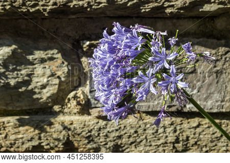 Bright, Decorative, Tender Plant (agapanthus Africanus (l.) Hoffmanns) Grows Close-up On A Flower Be