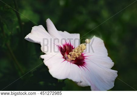 Hibiscus Moscheutos Splash Pinot Grigio Pink Mallow With Huge Pale Pink White Petals With A Carmine 