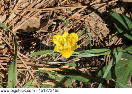Yellow Star Tulip (calochortus Monophyllus) Wildflower In Sierra Nevada Mountain Range, California