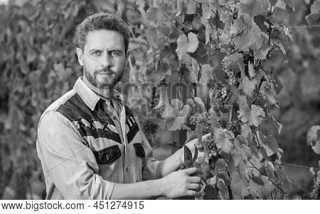 Oenologist Cutting Grapevine With Garden Scissors, Gardening
