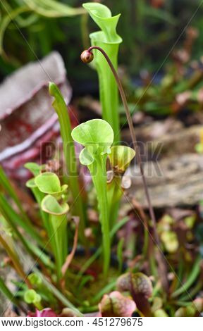Sarracenia Purpurea Carnivorous Plant Close Up Flower
