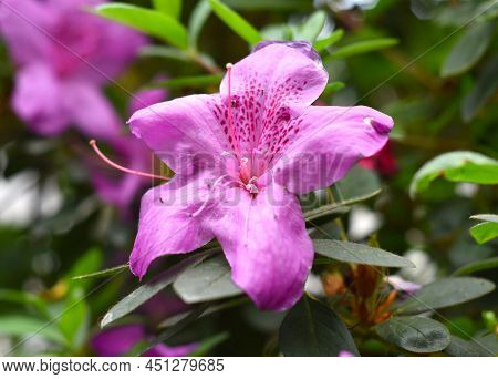 Pink Azalea Flower Growing On A Shrub