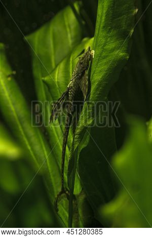 The Whiptail Catfish (sturisoma Aureum ) In Aquarium.