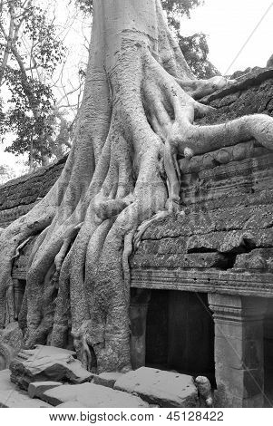 Tempio di Ta Prohm
