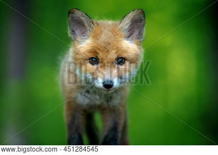 Red Fox, Vulpes Vulpes, Small Young Cub In Forest. Cute Little Wild Predators In Natural Environment