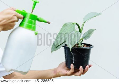 Spray The Water To Little Of Philodendron Silver Sword In The Pot