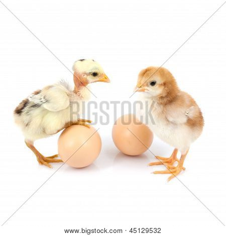 Uovo marrone e pollo isolato su sfondo bianco