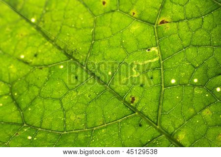 Sfondo verde foglia