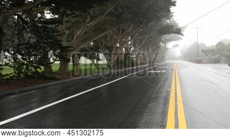 Wet Road Asphalt In Fog, Misty Mysterious Forest. Row Of Trees In Foggy Rainy Weather, Calm Haze In 