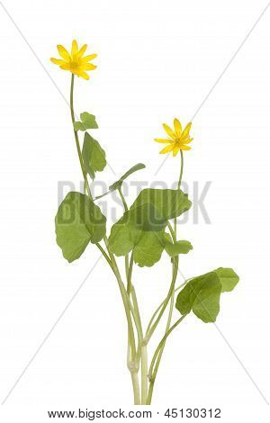 Ranunculus Ficaria