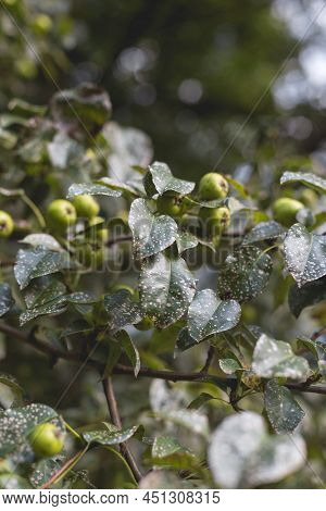 Wild Pear With Infected Leaves. Disease On The Leaves Of A Pear. Septoria Pear - Small Gray Spots Wi