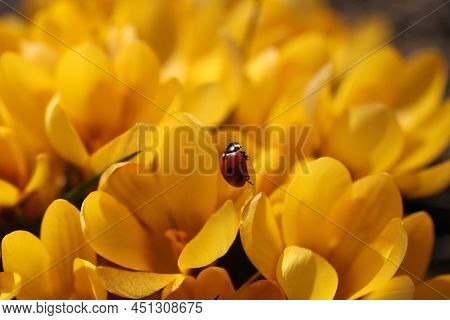 Ladybug On Spring Yellow Krokus In The Garden