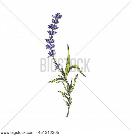 Lavender Plant Twig With Flowers And Leaves Vector Illustration Isolated.