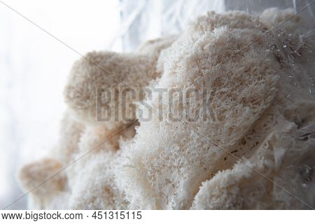Hericium Erinaceus Or Lions Mane Mushrooms On A Plate With Chinese Sticks. Medical Mushroom