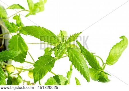Young Hemp Plants, In Sunlight, From Above. Ready-to-eat Hemp Microgreens, Green Sprouts, Shoots And