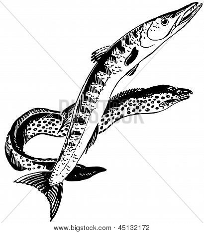 Barracuda og Muraena