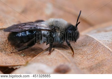 Detailed Lateral Closeup On A Female Grey-backed Mining Bee, Andrena Vaga, Sitting On A Dried Leaf