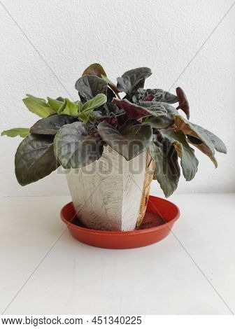 Indoor Flower In A Pot On The Windowsill Of A Violet