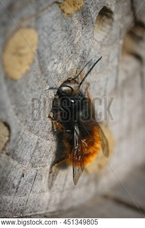 Vertical Closeup On A Fresh Emerged Male European Orchard Mason Bee, Osmia Cornuta On Wood At The Be