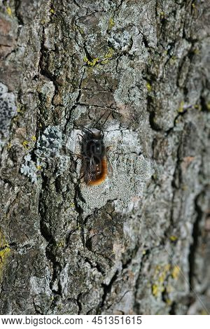 Closeup On A Colorful Male European Orchard Mason Bee, Osmia Cornuta, Warming Up In The Sun Against 