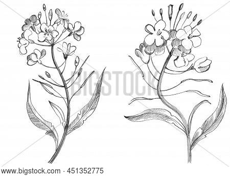 Canola Flowers, Brunches, Rapeseed, Hand Drawn Illustration On White Background, Black And White Ske