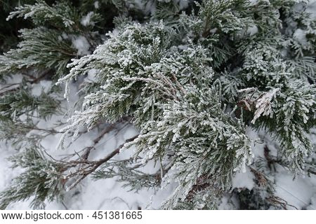 Cover Of Hoar Frost On Branches Of Juniper In Mid January