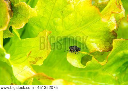 Black And Scary Dead Beetle Larva Or Aclypea Opaca Feeding On Lettuce Leaves, Selective Focus